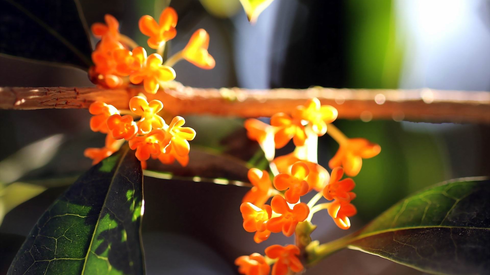 首页 电脑壁纸 香飘飘的桂花图片 > || 更新时间:2018-10-13 颜色分