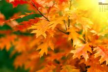 2019年9月秋天落叶美景日历