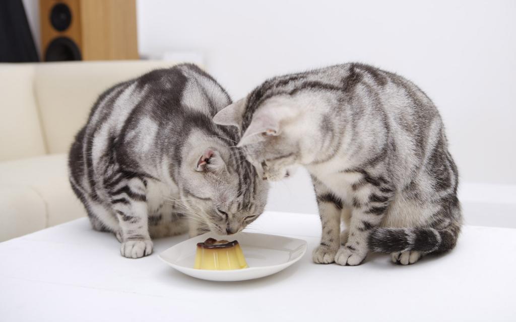 可爱的美国短毛猫写真