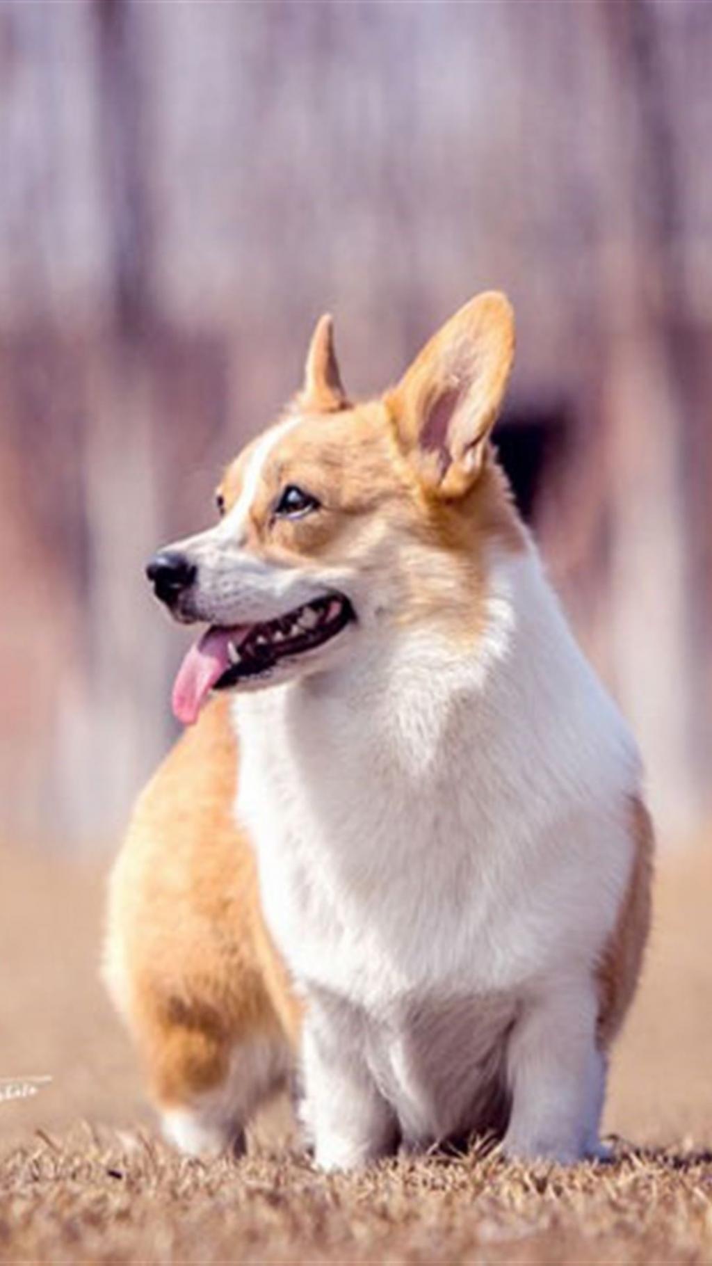 可爱的萌宠柯基狗狗