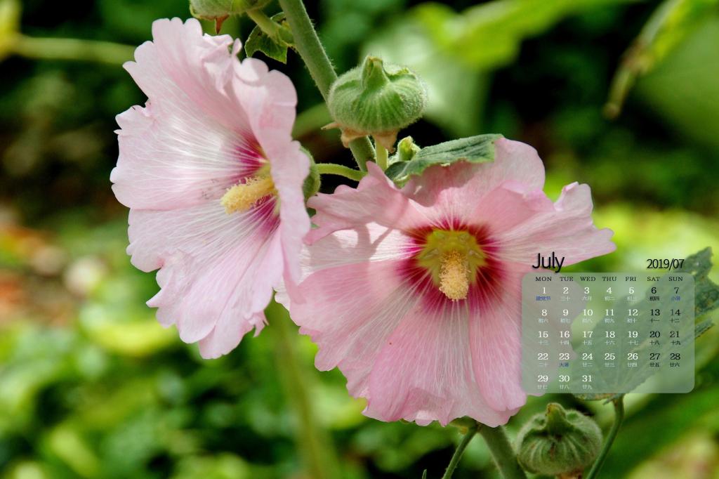 2019年7月修长而挺立的蜀葵日历