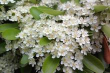 白色的火棘花图片