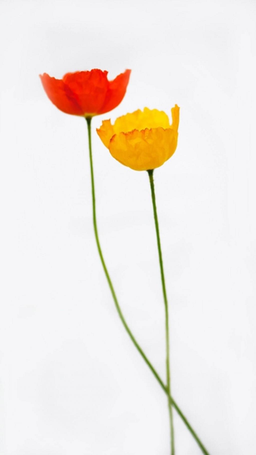 唯美鲜花白色背景