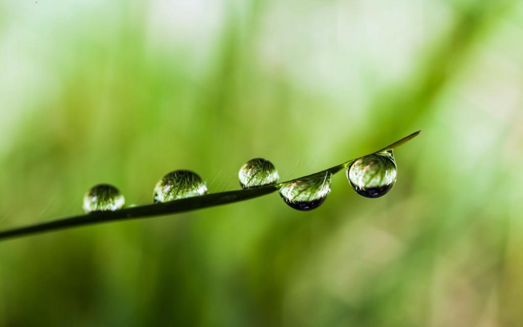 绿叶上的透亮的小水珠