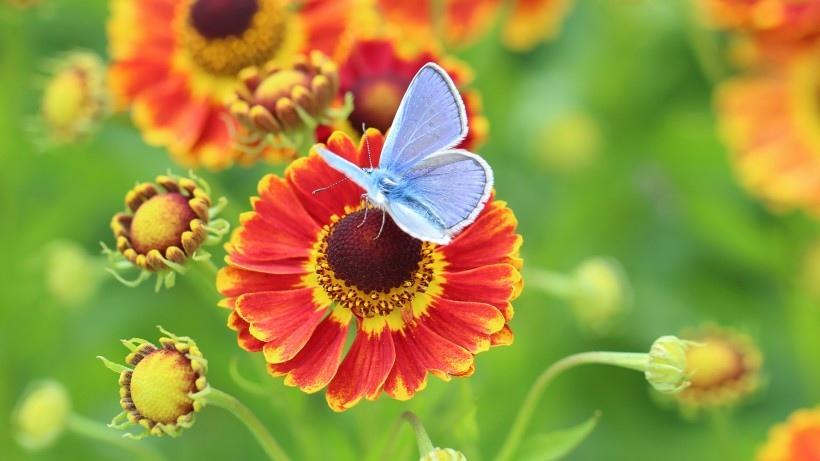 五彩缤纷的松果菊鲜花