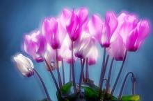 如梦如幻仙客来