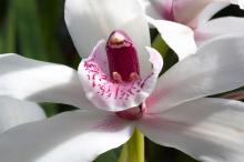 绽放的大花蕙兰