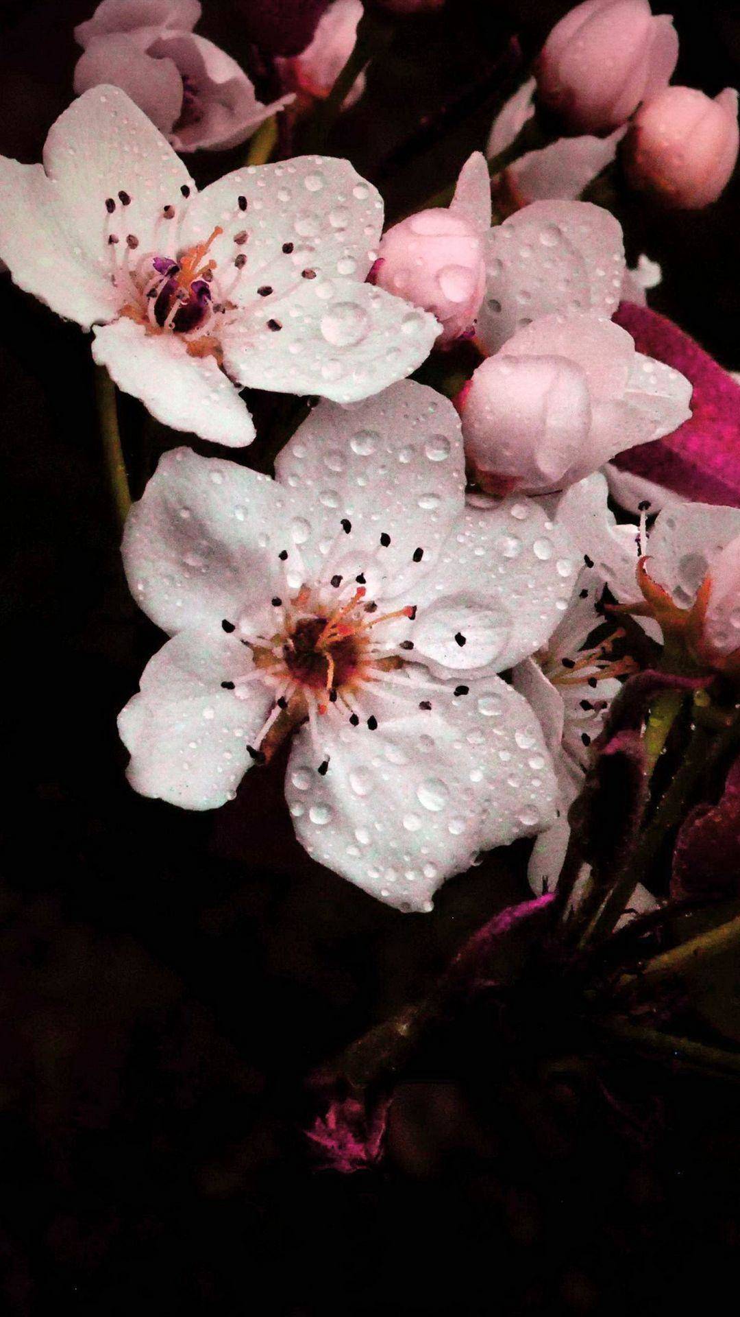 一树梨花,高清图片,手机锁屏桌面-壁纸族