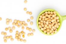 营养丰富的黄豆