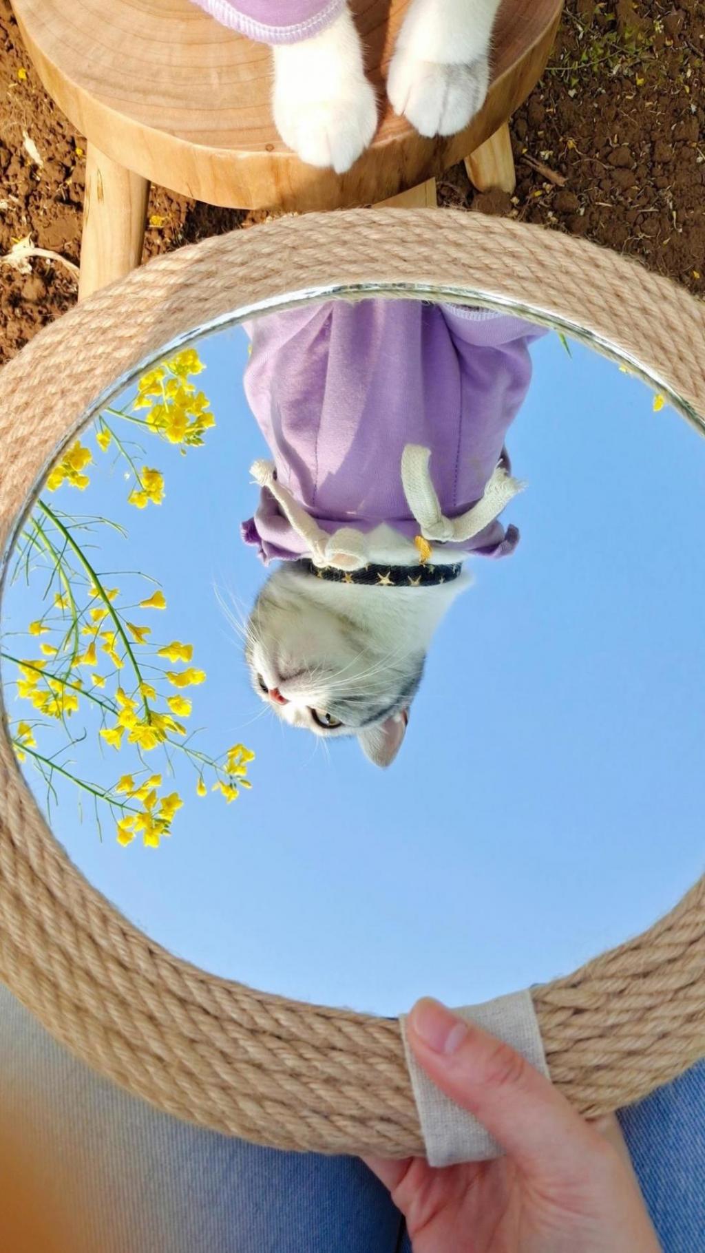 超级活泼可爱的小猫咪