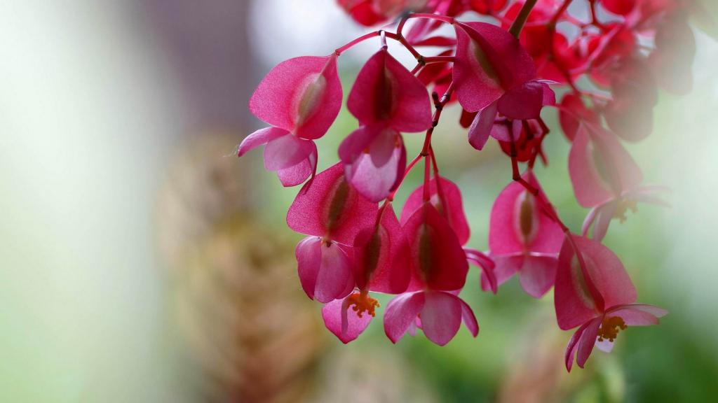 娇艳欲滴的四季海棠