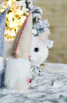 可爱圣诞白猫-3