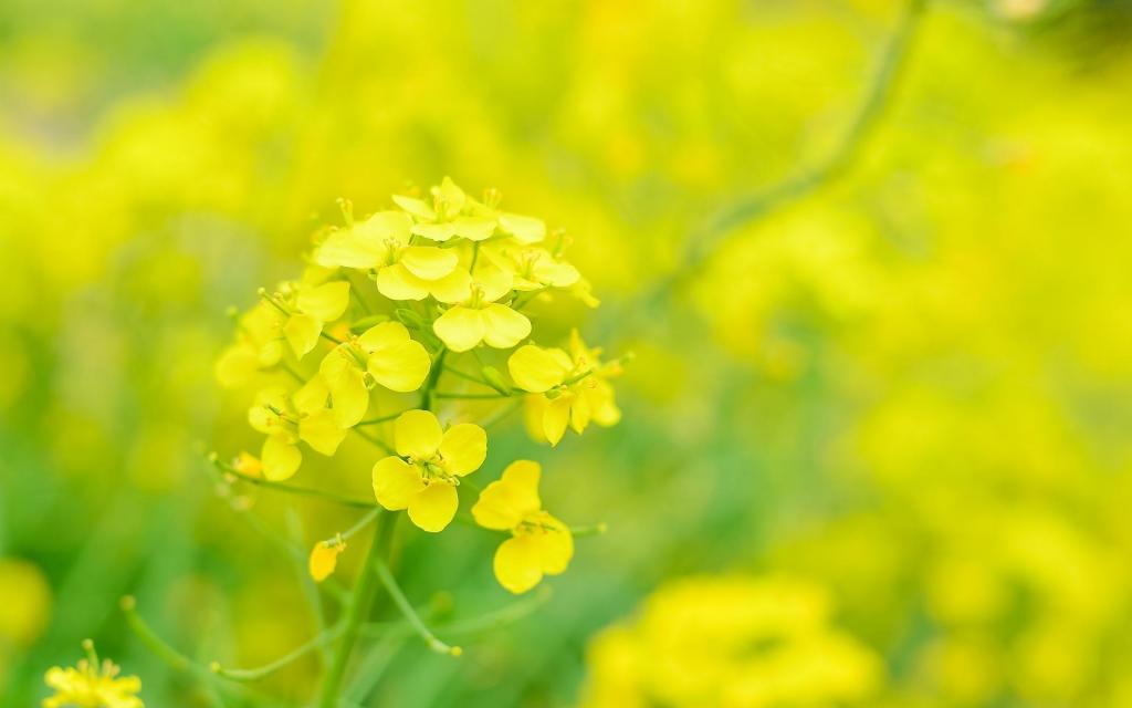 绚丽灿烂的油菜花花海