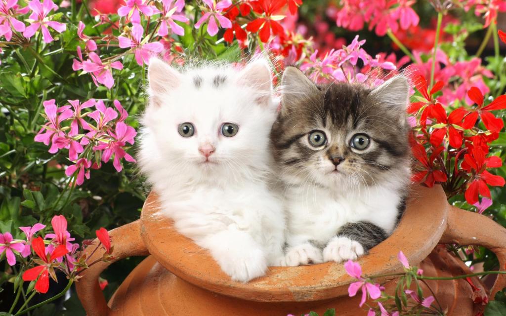 宽屏白色猫咪