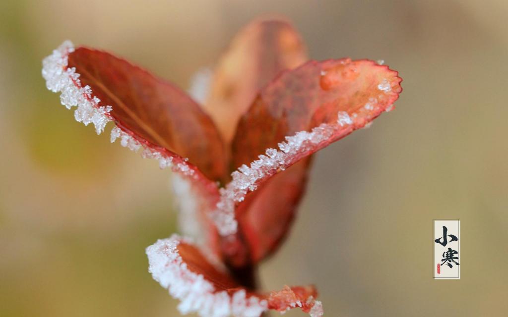 遇见最美的小寒时节