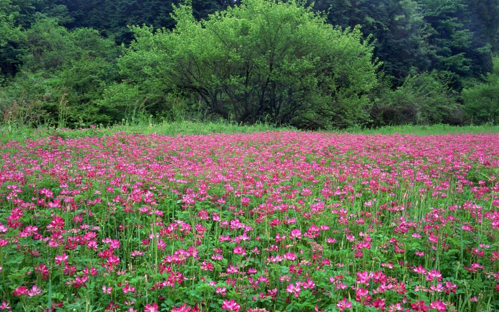 粉色花儿的海洋