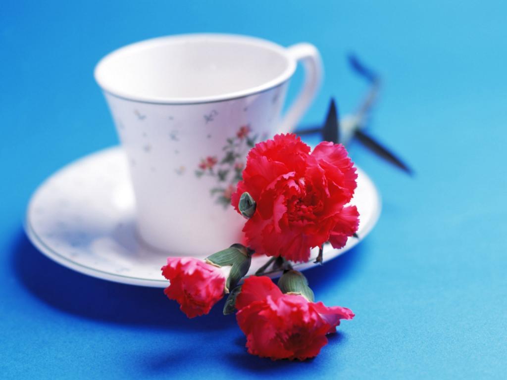 绚丽鲜花特写