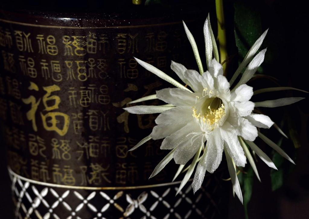 稍纵即逝的昙花