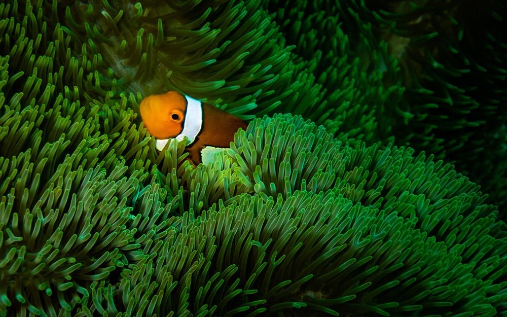 美丽的海底世界