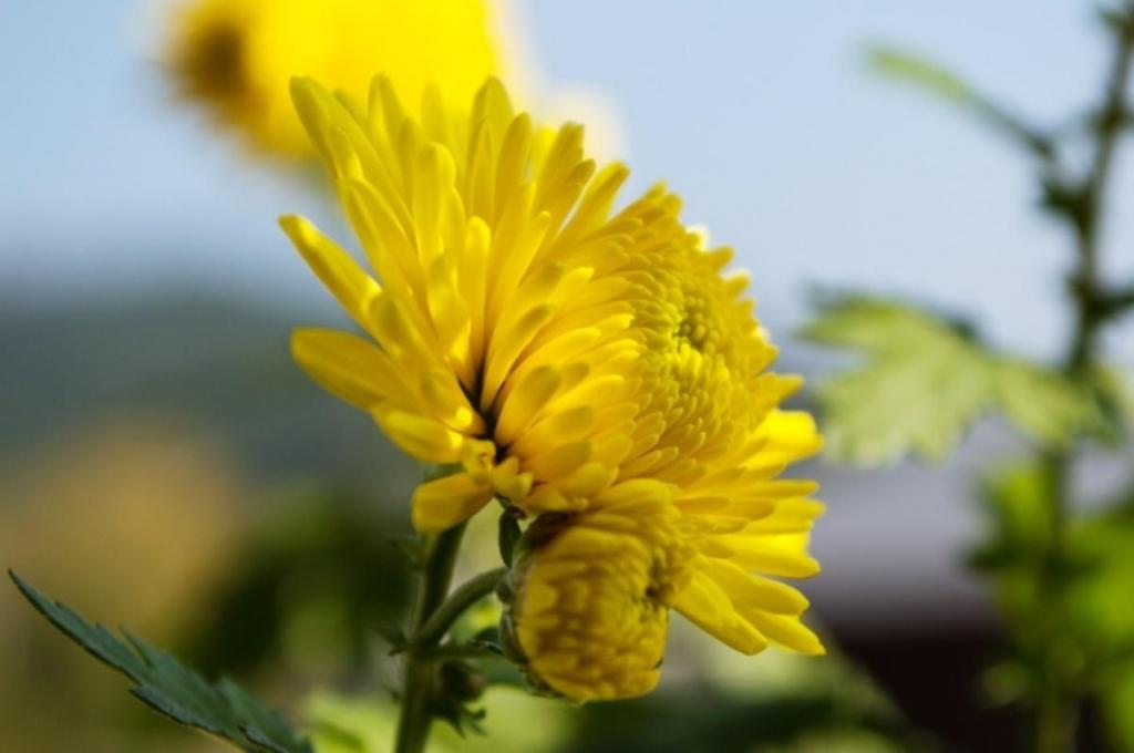 九九重阳节菊花微距摄影