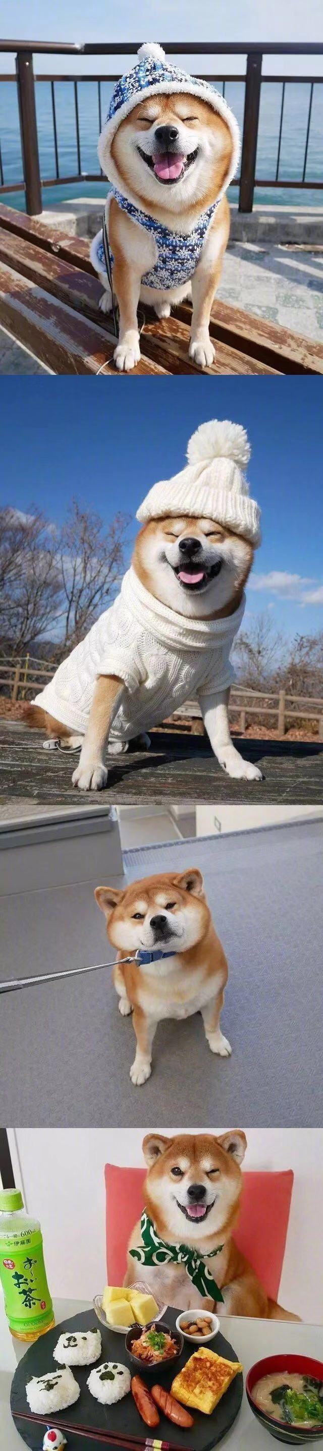 分享一只超治愈的柴犬