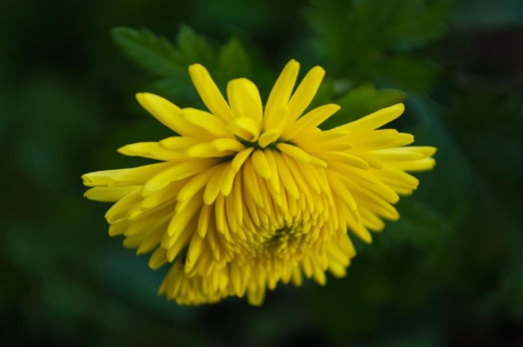九九重阳节登高赏菊