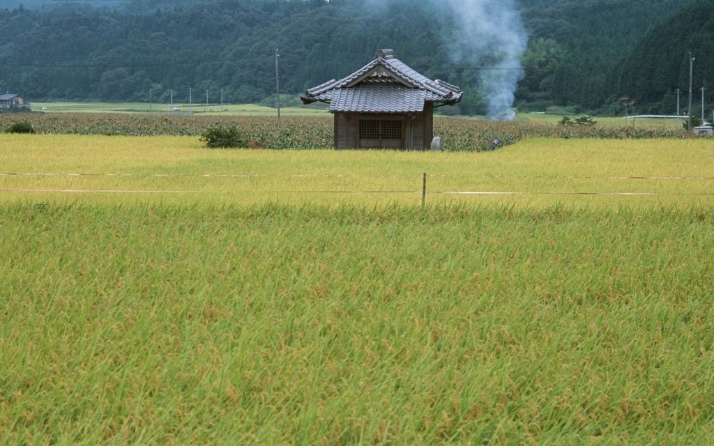 水稻田