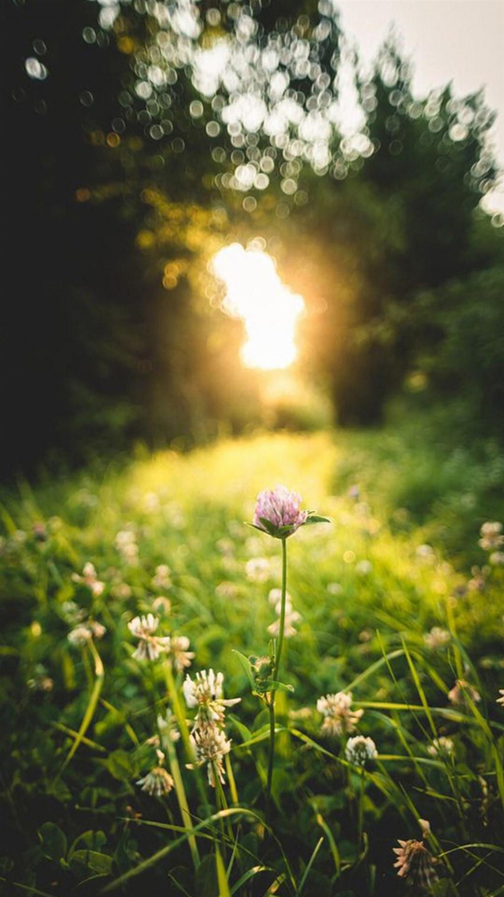 高清植物风景手机壁纸图片