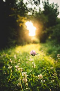 高清植物风景手机壁纸图片-3