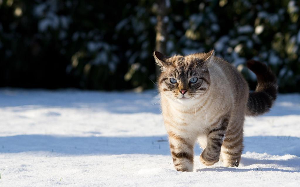 雪地里玩耍的猫咪