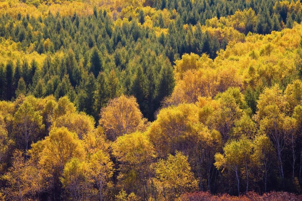 秋天的森林与草原