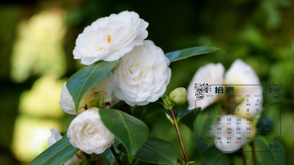 2019年11月山茶花花语日历