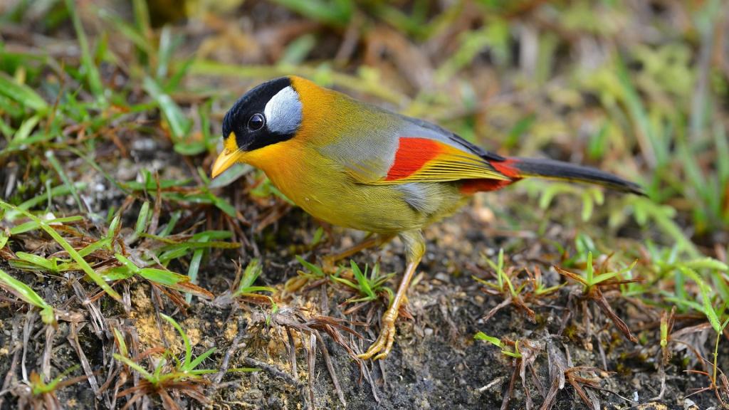 优美的银耳相思鸟