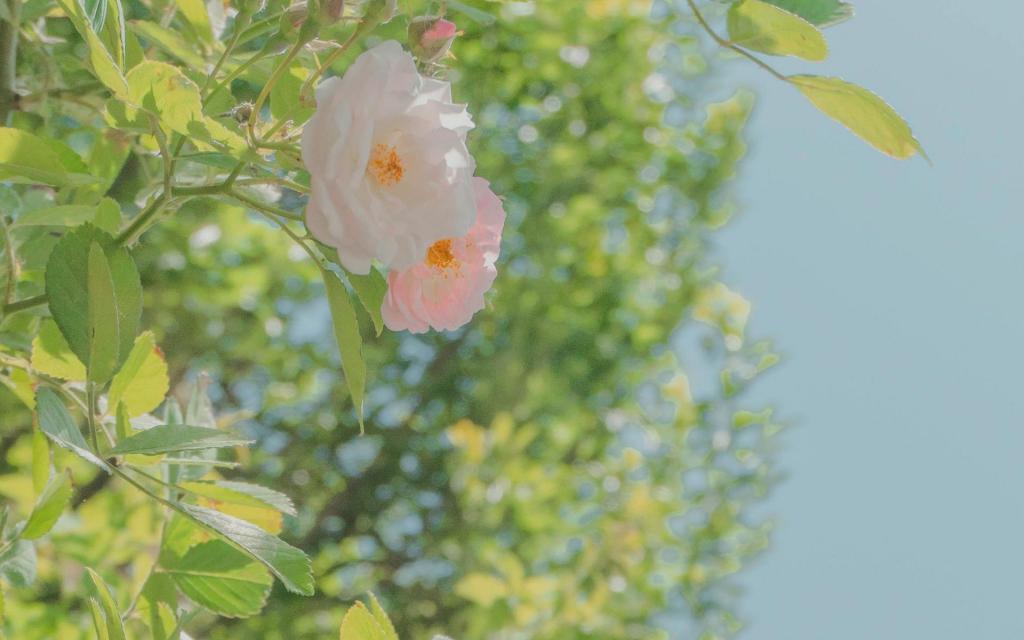 海棠花绚烂盛放清新养眼写真