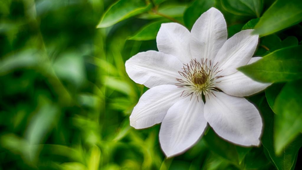 铁线莲唯美写真