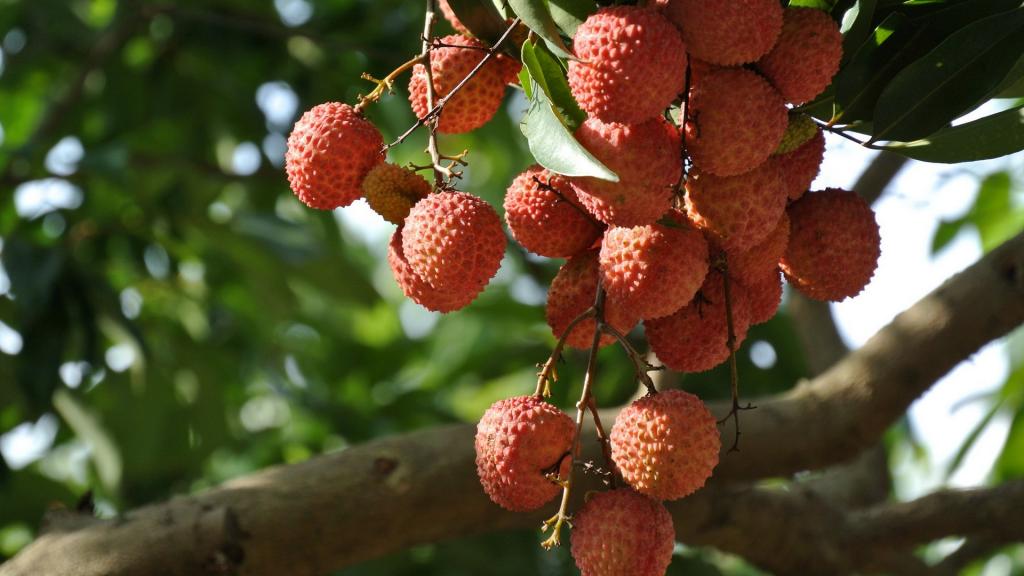 树上的荔枝图片