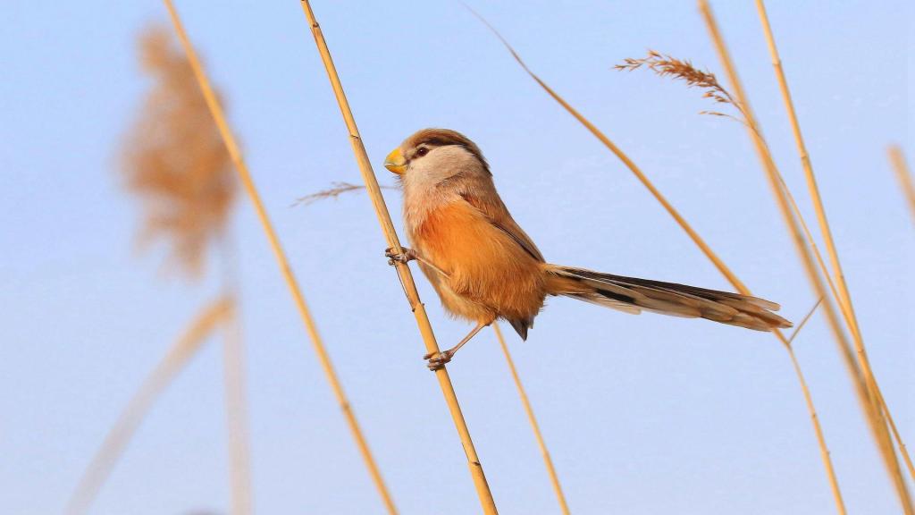 活泼的震旦鸦雀