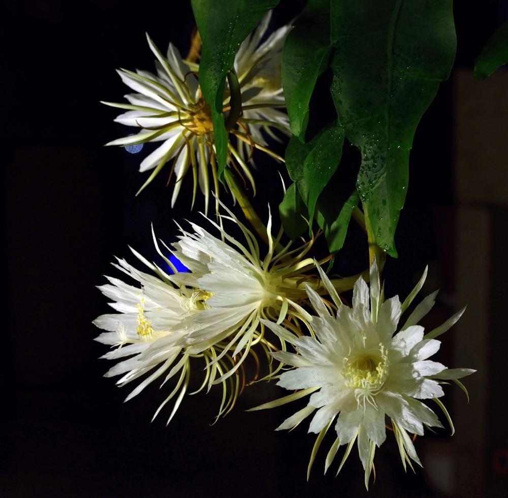 稍纵即逝的昙花