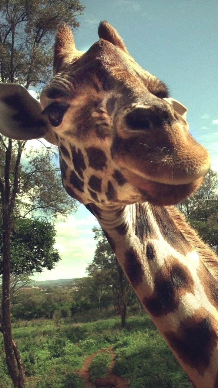 长颈鹿唯美摄影iphone壁纸