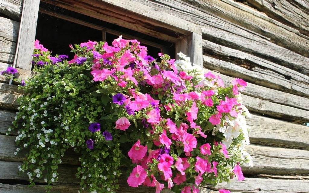 种在窗户上的花和植物