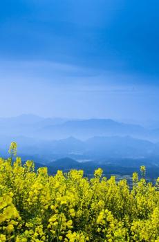 清新唯美的油菜花-0