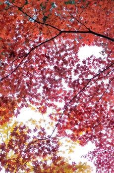 秋天唯美枫叶图片-7