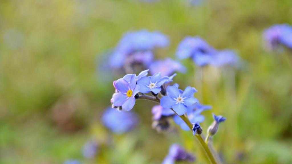 蓝色唯美花卉植物