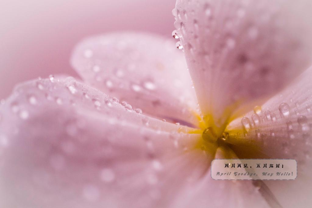 四月再见 五月你好
