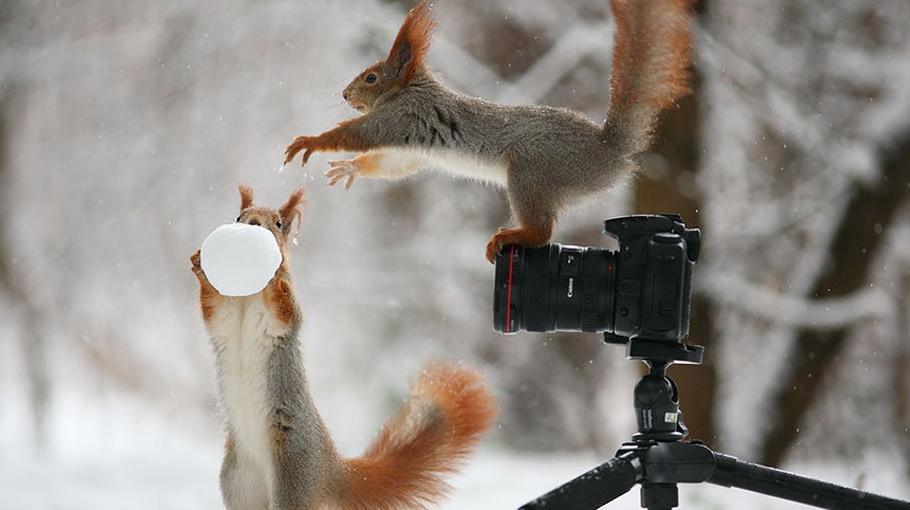打雪仗堆雪人的松鼠