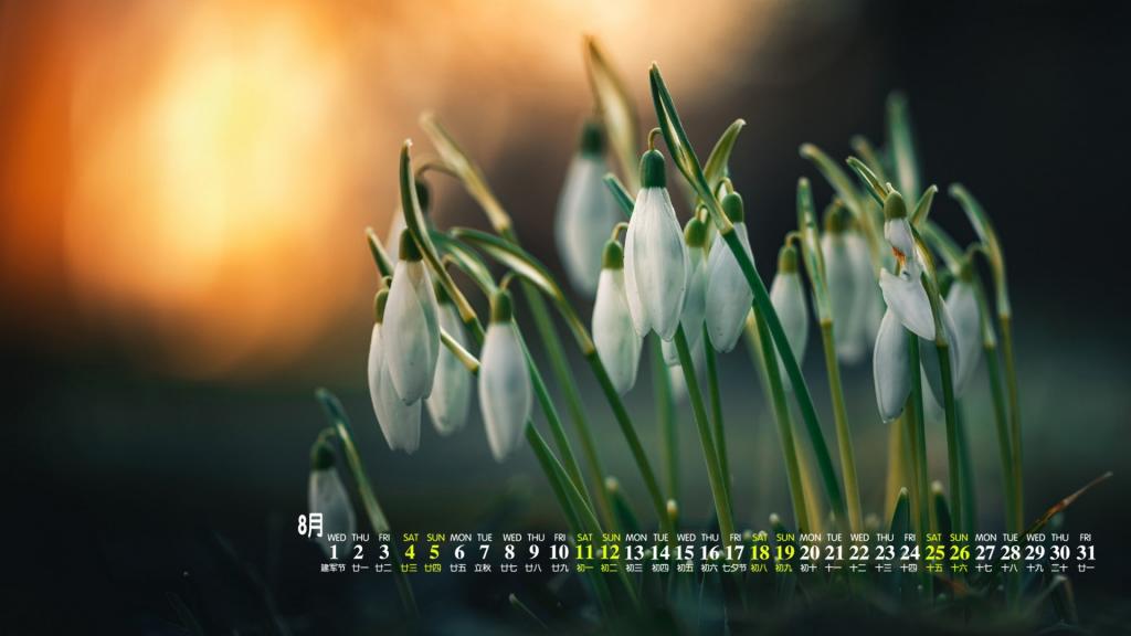 2018年8月楚楚动人的雪滴花写真日历