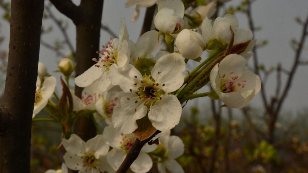 洁白如雪的梨花