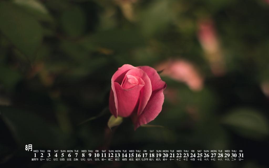 2018年8月唯美护眼的玫瑰花日历