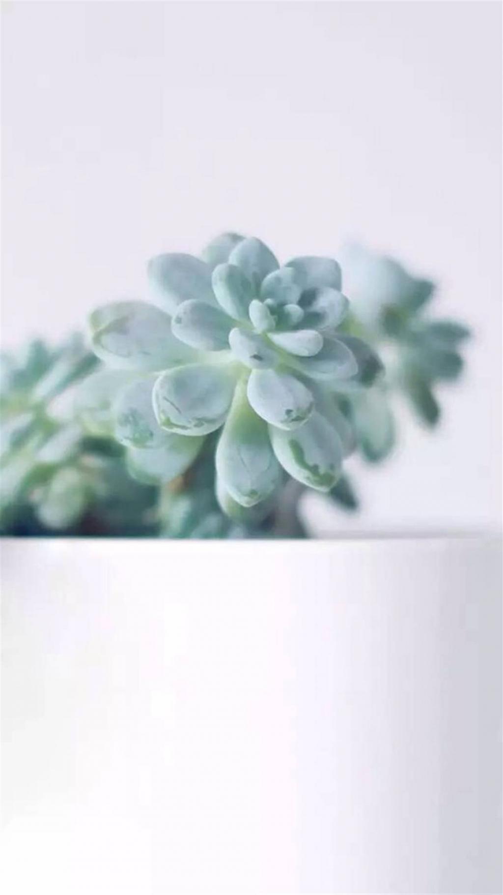 小清新多肉植物