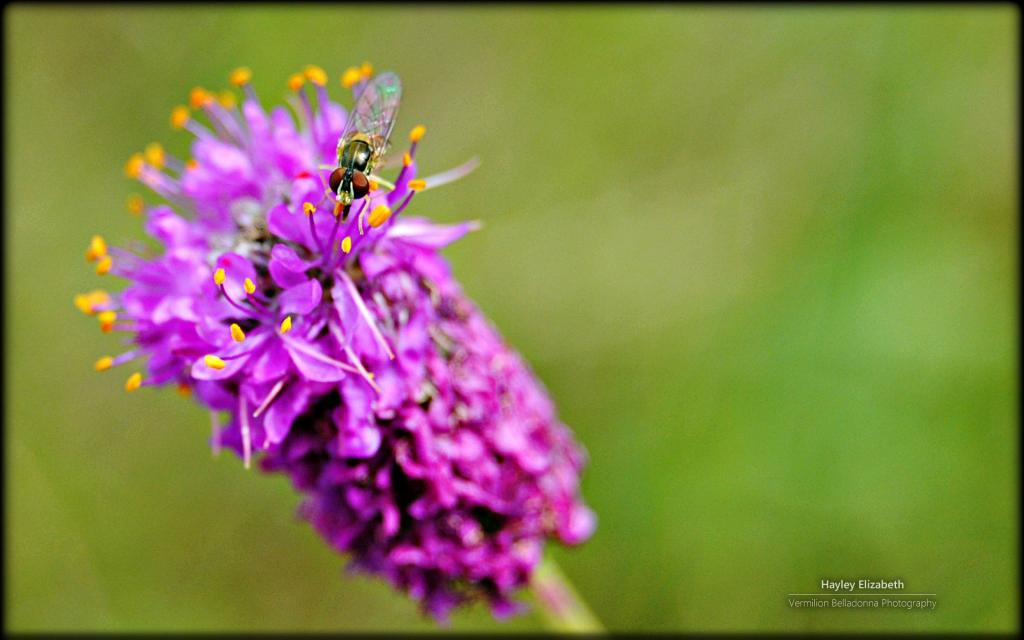 秘密花园微软Win7主题